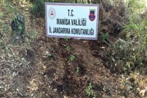 Manisa'nın Salihli il&ccedil;esinde, jandarmanın d&uuml;zenlediği operasyonda, ormanlık alana ekilmiş 178