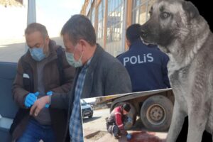 ÇORUM’da av tüfeğiyle ateş açarak sokak köpeğini ağır yaralayan Mehmet