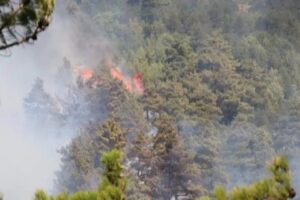 Osmaniye'de ormanlık alanda çıkan yangın çevredeki şiddetli rüzgarın da etkisiyle