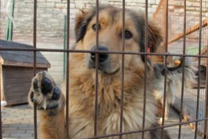 İzmir Büyükşehir Belediyesi, Menderes Belediyesi’ne bağlı Özdere’deki hayvan bakımevindeki şartların