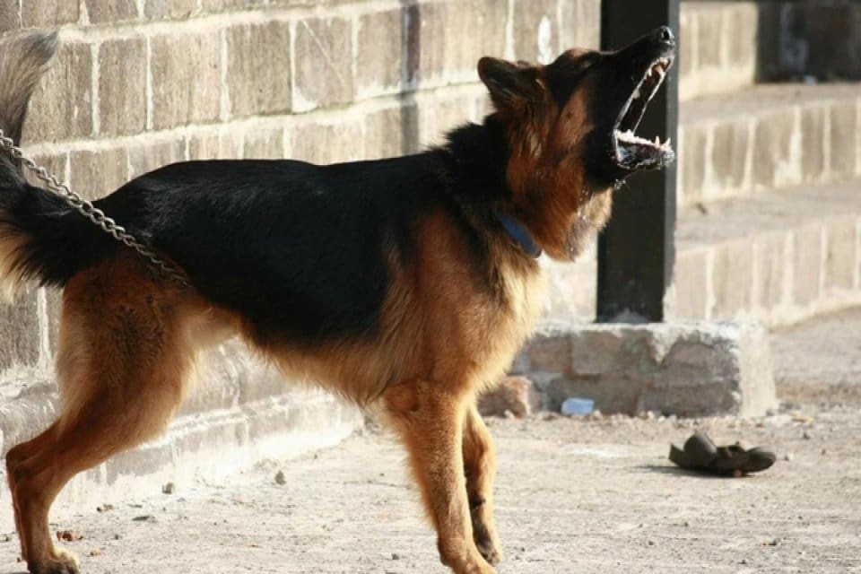Pakistan&rsquo;ın l&uuml;ks bir mahallesinde, iki k&ouml;peğin saldırısına uğrayan bir avukat