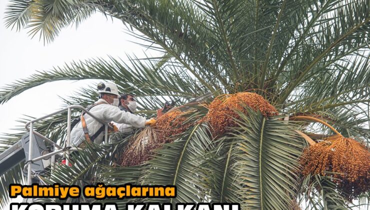 Palmiye Ağaçlarına Koruma Kalkanı