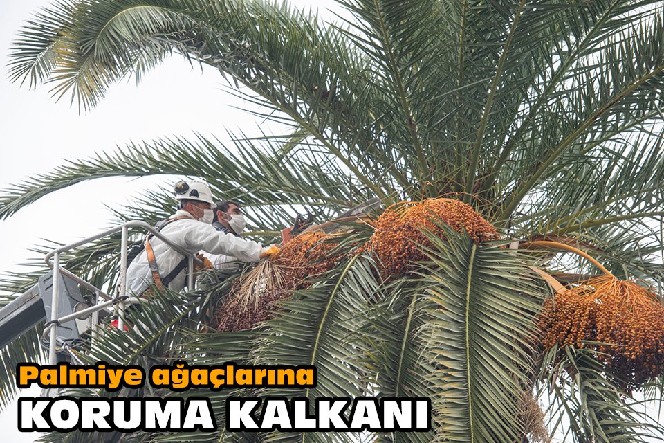 İzmir Büyükşehir Belediyesi Park ve Bahçeler Dairesi Başkanlığı ekipleri, kentin