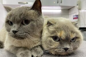 Koronavirüs salgını nedeniyle karantinaya girilmesi ve evde daha çok kalınması insanlar