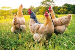 Son aylarda kanatlı eti &uuml;reticileri ile sanayicileri arasında fiyat tartışması