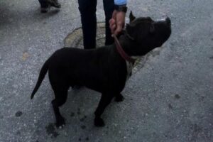 Manisa'nın Salihli il&ccedil;esinde, 'Pitbull' cinsi k&ouml;peği tasma ve ağızlık takmadan