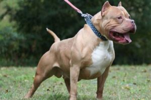 Beyoğlu'nda tartıştığı kişilerin üzerine pitbull cinsi köpeğini saldırttığı gerekçesiyle tutuklanan