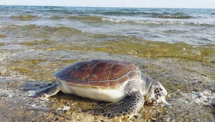 Prof. Dr. Kaska’dan uyarı: ‘Poşetler deniz kaplumbağalarının sonu oluyor’
