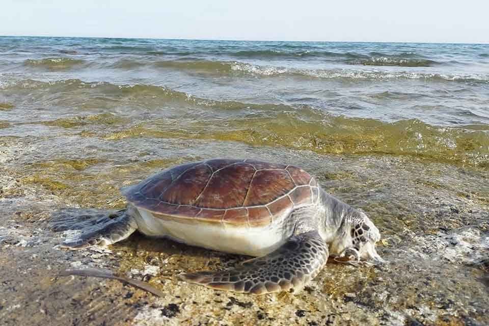 Pamukkale &Uuml;niversitesi Fen Fak&uuml;ltesi Dekanı ve Deniz Kaplumbağaları Araştırma Kurtarma