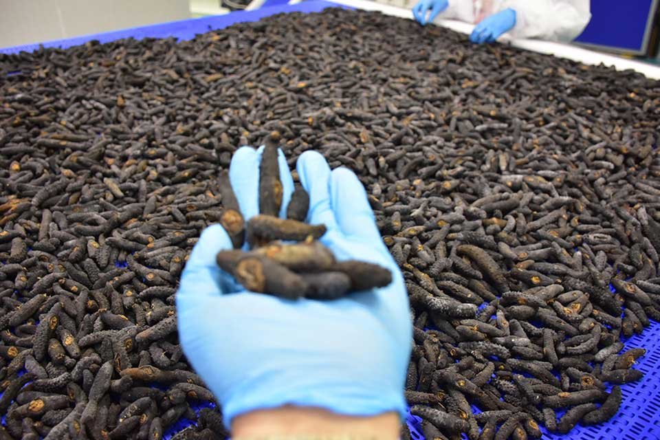 İzmir gibi sahil kentlerinden belirlenen tarihte ve kotada avlanan deniz