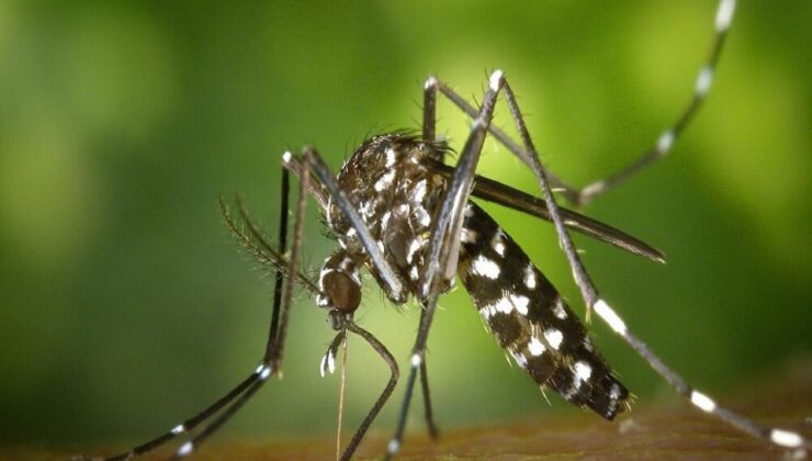 Rusya’da bir kasaba sivrisineklerin oluşturduğu ‘hortumun’ etkisinde kaldı