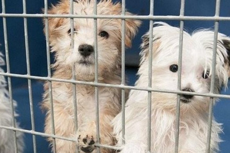 Sadece kedi ve köpekleri kapsıyor: Petshoplarda vitrinde hayvan satış yasağı başladı Geçen yıl 14 Temmuz tarihinde kabul edilerek yasalaşan Hayvanları Koruma