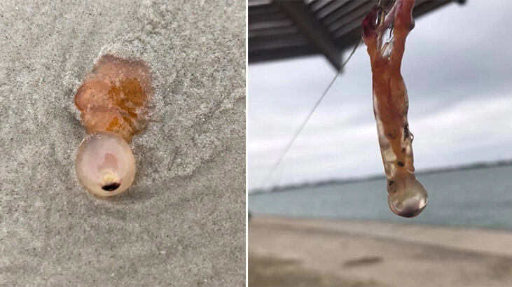 Teksas kıyılarına "g&ouml;zyuvarı şeklindeki &uuml;rk&uuml;t&uuml;c&uuml; yaratıklar" vurduğu haberleri bir dizi