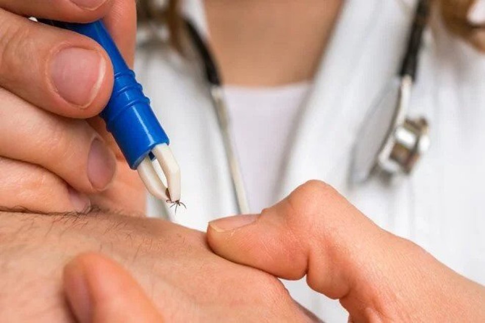 Türkiye'de keneden insana bulaşabilen yeni bir bakteri türü tespit edildi. Bakteriyi