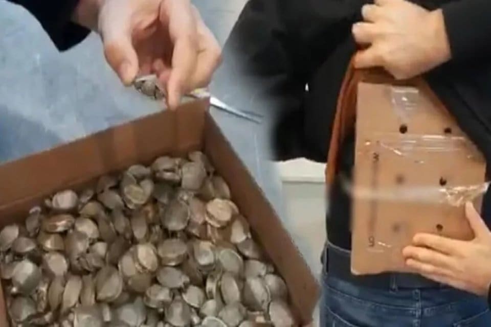 Ticaret Bakanlığı'na bağlı G&uuml;mr&uuml;k Muhafaza ekiplerince Sarp Sınır Kapısı'nda yapılan