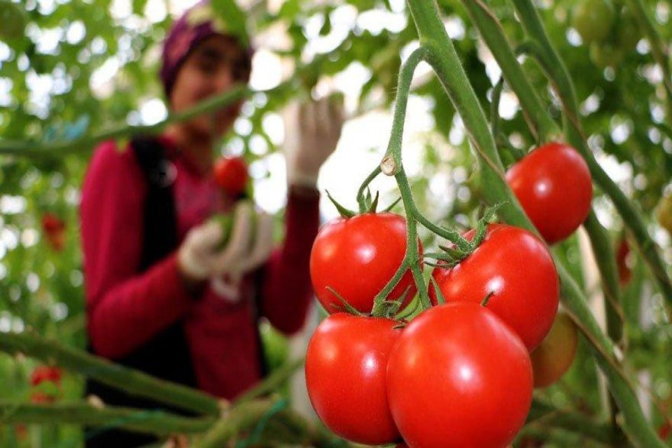 Tarım zehri &ccedil;ıktığı i&ccedil;in sınırdan geri g&ouml;nderilen biber, limon, &uuml;z&uuml;m,