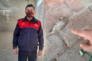 Aydın B&uuml;y&uuml;kşehir Belediyesi'nde g&ouml;revli itfaiye eri, hareketsiz yatan ser&ccedil;eyi, parmağıyla