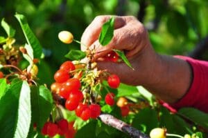 Manisa'da hasat edilen sezonun ilk kirazı, kilosu 700 TL'den alıcı