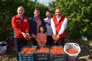 Manisa'da hasat edilen sezonun ilk erkenci kirazının kilosu 800 TL'den