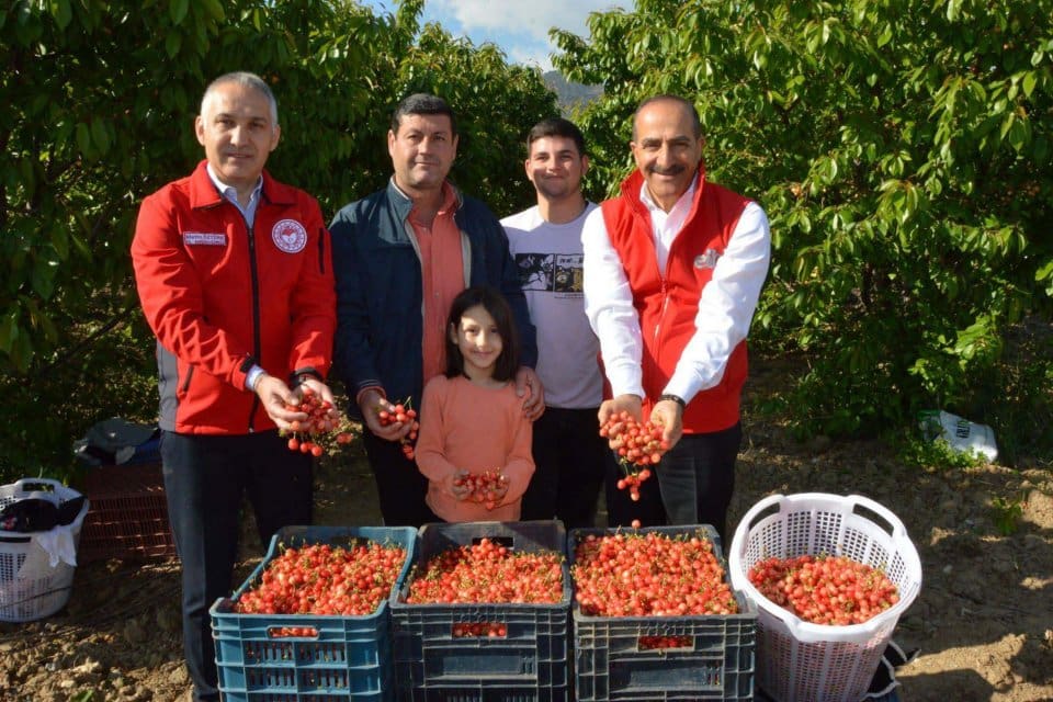 Manisa'da hasat edilen sezonun ilk erkenci kirazının kilosu 800 TL'den