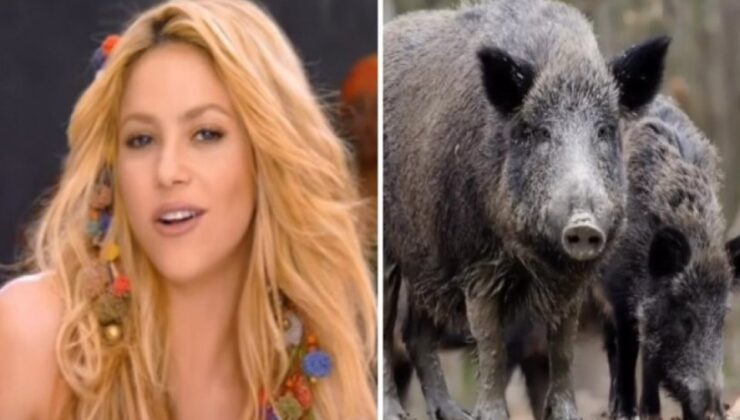 Shakira: Yaban domuzlarının saldırısına uğradım, çantamı çaldılar