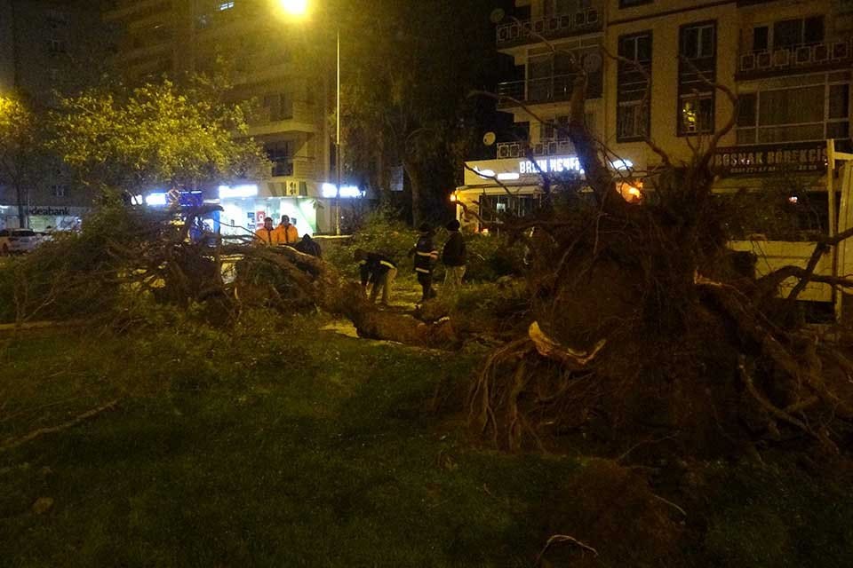 İZMİR'de etkili olan şiddetli r&uuml;zgar nedeniyle &ccedil;ok sayıda ağa&ccedil; devrildi,