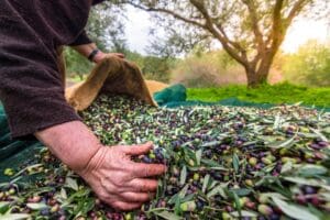 T&uuml;rkiye, sofralık zeytin ihracatında ilk kez 100 bin tonu aşmayı