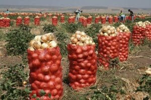 Hatay ve Adana'da hasadı s&uuml;ren turfanda soğanın market raflarında fiyatları