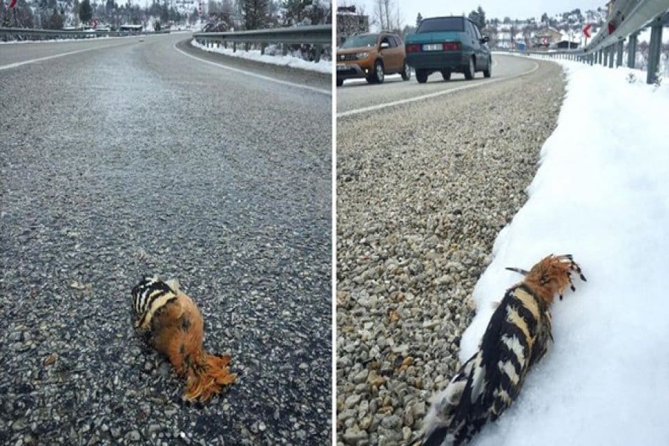 T&uuml;rkiye&rsquo;de Nisan ayında gelen soğuk hava ve kar yağışları, g&ouml;&ccedil;men