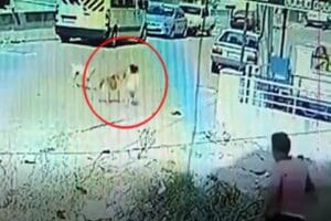 Manisada, aynı sokak k&ouml;peği &ouml;nce Mustafa Kerem Erg&uuml;l'&uuml; (9) kal&ccedil;asından,