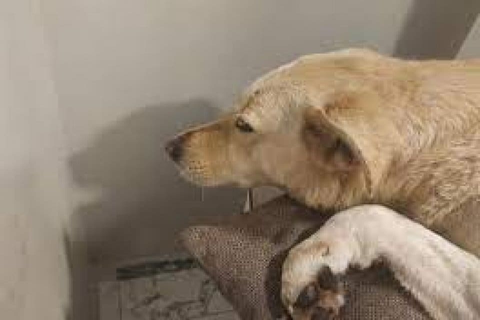 &Uuml;sk&uuml;dar'da parkta duran sokak k&ouml;peği silahlı saldırıya uğradı. Yaralı olarak