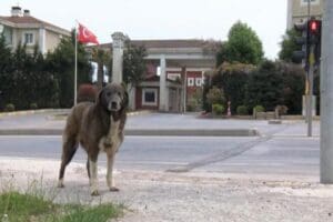 Tuzla'da bulunan sitede g&uuml;venlik g&ouml;revlisinin sokak k&ouml;peğine vurduğu ve&nbsp;tekmelediği anlar