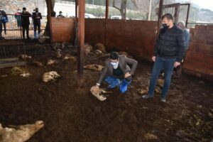 Muğla'nın Menteşe ilçesinde geçimini besicilikle sağlayan ailenin ağılına giren sokak