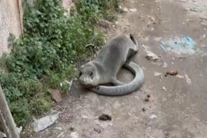 Balıkesir'in Ayvalık il&ccedil;esinde, nesli t&uuml;kenme tehlikesi altında olan t&uuml;rlerden yavru