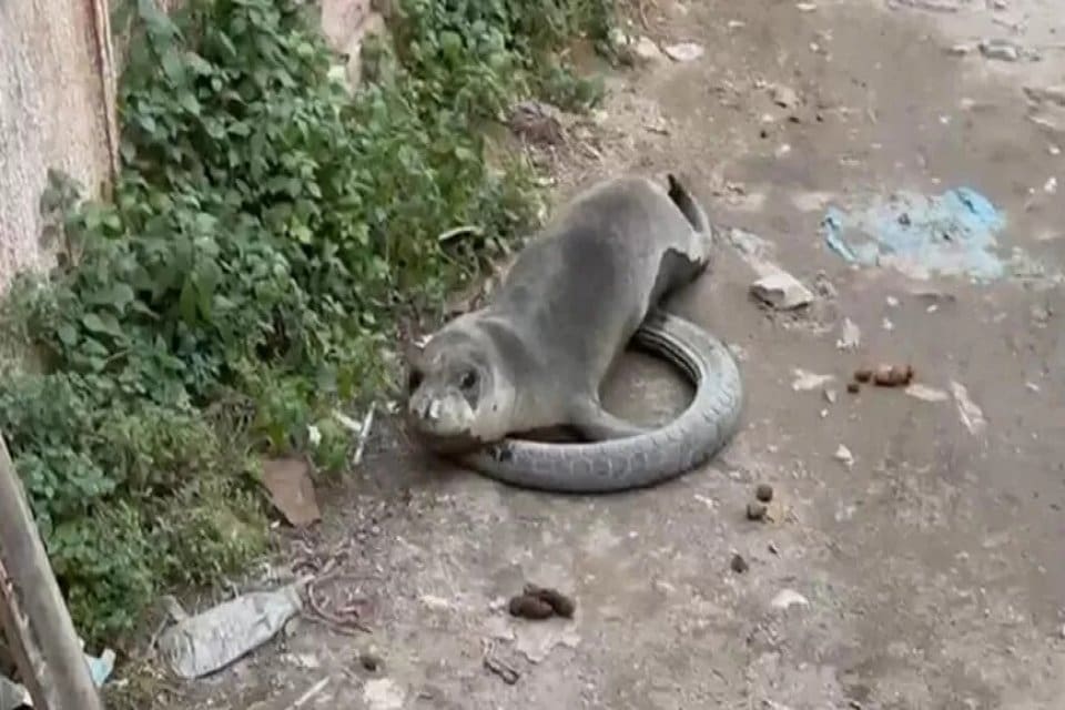 Balıkesir'in Ayvalık il&ccedil;esinde, nesli t&uuml;kenme tehlikesi altında olan t&uuml;rlerden yavru
