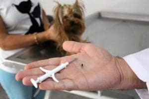 Kedi, k&ouml;pek ve gelinciklerin mikro&ccedil;ip takılarak kayıt altına alınması s&uuml;resi