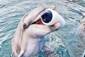 Onmega Dolphin Park isimli yunus g&ouml;steri merkezinde bulunan Jonas isimli