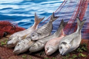 İnsanların protein deposu su &uuml;r&uuml;nleri, kanatlı eti, yumurta, s&uuml;t ve