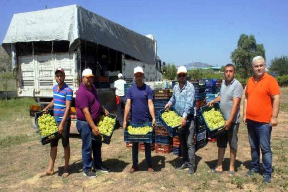 Ege&nbsp;B&ouml;lgesi'nin &ouml;nemli ihra&ccedil; &uuml;r&uuml;nlerinden 'Superior Seedless' t&uuml;r&uuml; &uuml;z&uuml;m&uuml;n&uuml;n ihracat yolculuğu