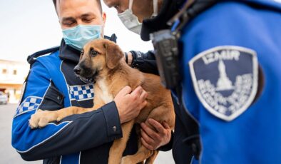 Taksinin çarptığı yavru köpeğe Büyükşehir Zabıtası kucak açtı