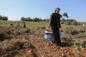 İzmir'de sal&ccedil;alık domates &uuml;retimini yapılan Buca il&ccedil;esinde tarlada kalan &uuml;r&uuml;nler