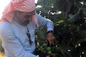 T&uuml;rkiye'nin &uuml;retim ve ihracatında d&uuml;nya lideri olduğu, İngiliz Kraliyet Ailesinin