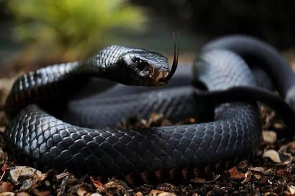 D&uuml;nyanın en zehirli yılanlarından olan Kara Mamba, Zimbabve'de dehşet sa&ccedil;tı.