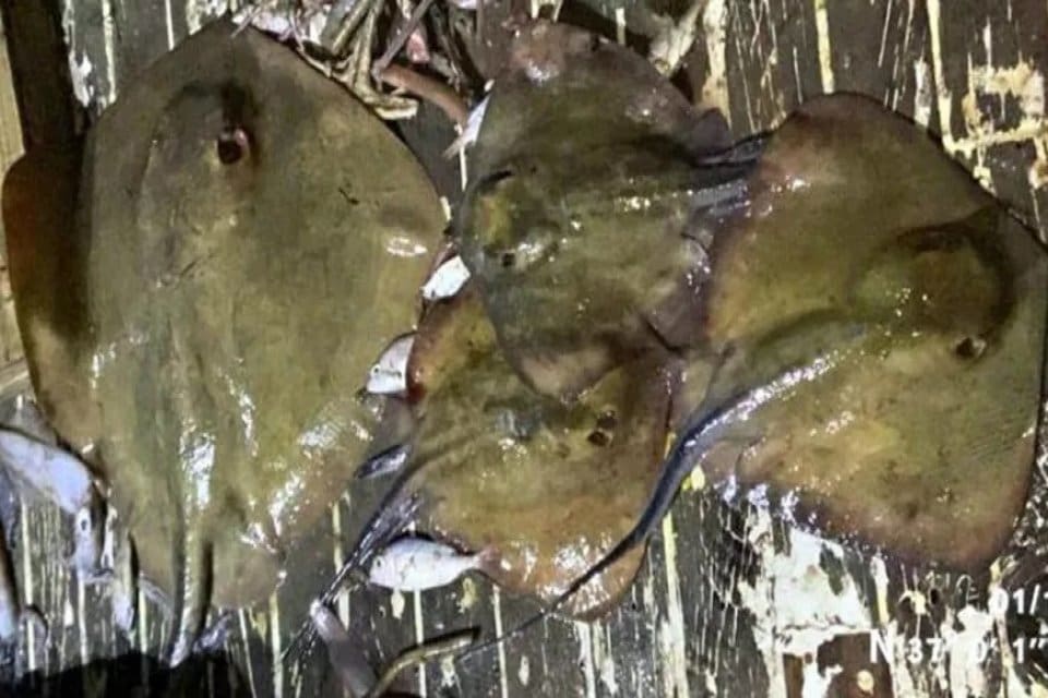 Muğla'nın G&ouml;kova K&ouml;rfezi'nde, avcılığa kapalı alanda dip trol teknesinde, avlanması