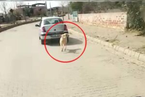 Aydın’ın Kuyucak ilçesinde, bir köpeği iple otomobilin arkasına bağlayarak çektiği