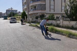 İzmir'in Tire il&ccedil;esinde, zehirli kıyma verilen 6 sokak k&ouml;peği ile