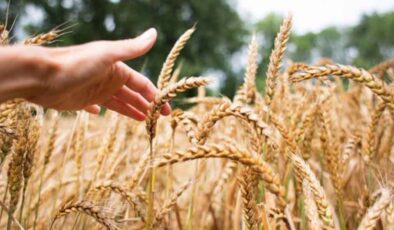 TMO 50 bin tonluk buğday ithalatı gerçekleştirdi! Türkiye depoları için…