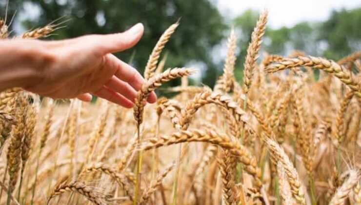 TMO 50 bin tonluk buğday ithalatı gerçekleştirdi! Türkiye depoları için…