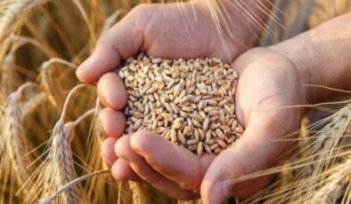TMO yüksek fiyatlar nedeniyle ithal buğday alım miktarını düşürdü