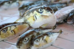 T&uuml;rkiye kara sularında g&ouml;r&uuml;len yabancı istilacı balon balıklarının pop&uuml;lasyonunu azaltma